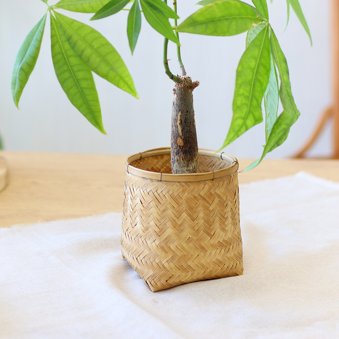 バンブー プラントホルダー M
