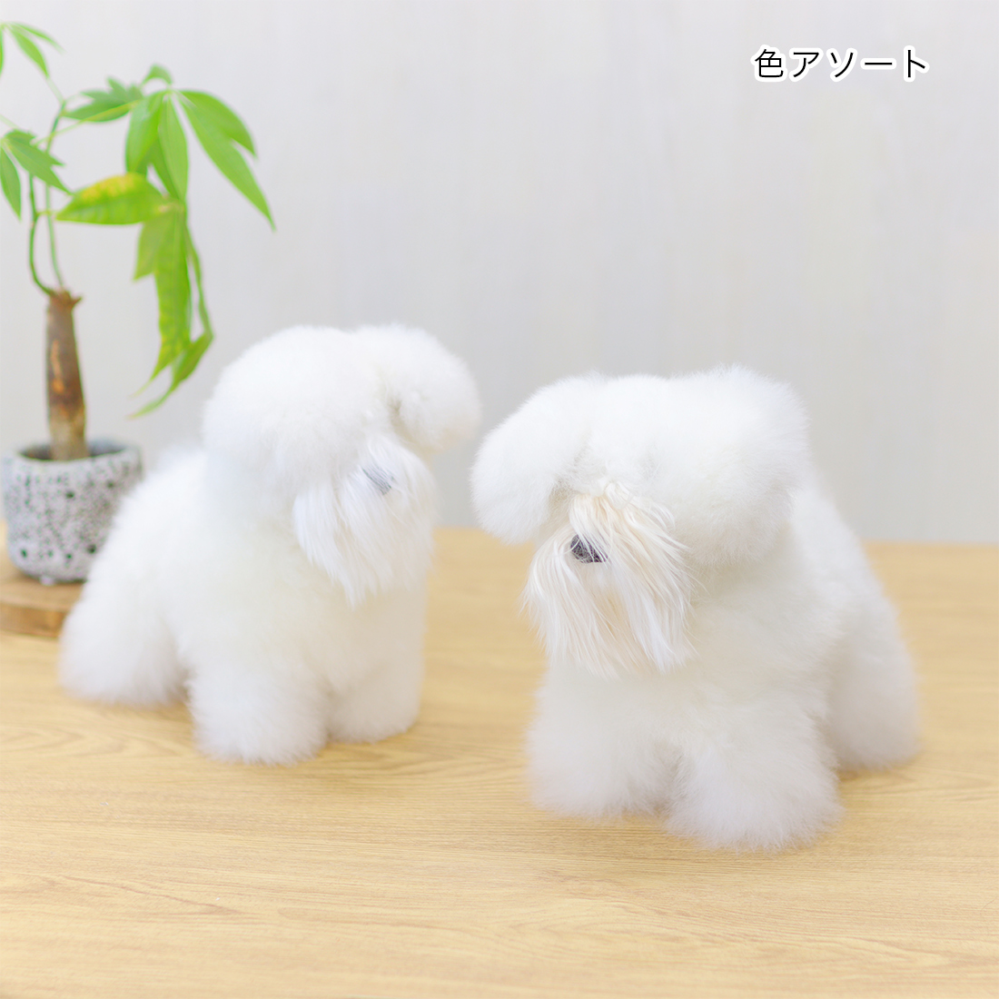 ベビーアルパカ シュナウザー